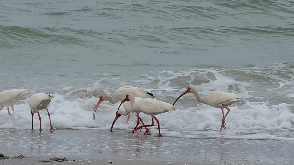 Photo 6 from Sarasota 2026
